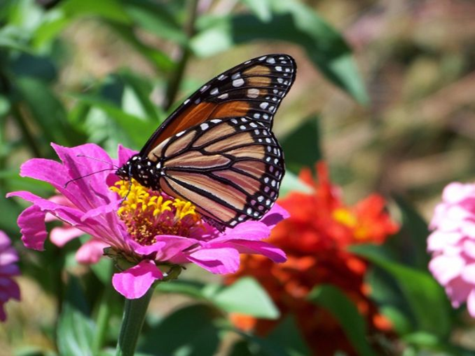 Native Plant Butterfly Garden 