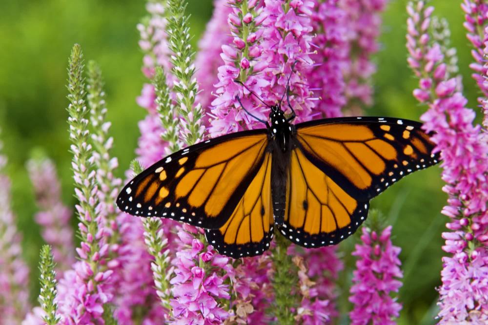 Butterfly Garden Inspiration at Bluebird Meadows Farm